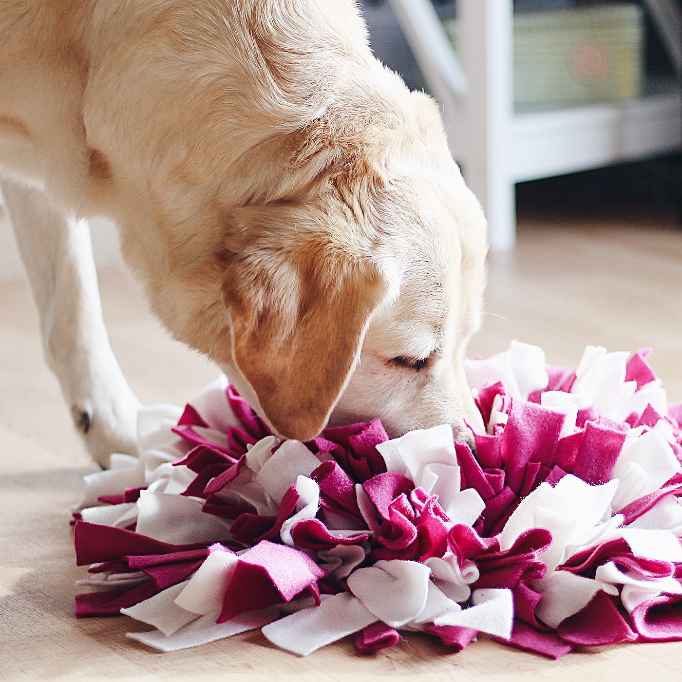 Schnüffelteppich selber machen für Hunde Hund