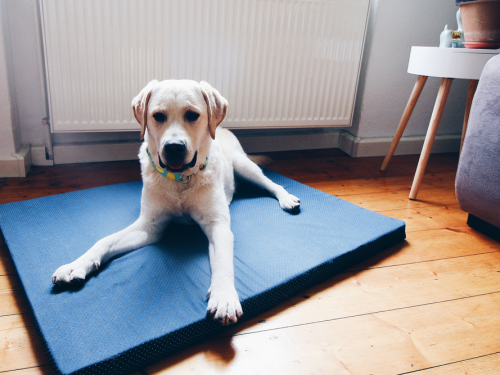 hundebett aus matratze bezug selber machen nähen