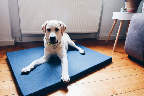 hundebett aus matratze bezug selber machen nähen